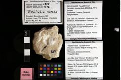 Foto (Objket + Etiketten) von Discutiolira moesica (Muţiu & Bădăluţă, 1971) 